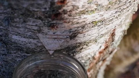 Collecting birch sap in the forest in spring Close-up. Useful birch sap. Drop Stock Footage 194968429