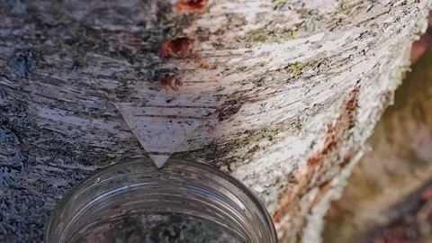 Collecting birch sap in the forest in spring Close-up. Useful birch sap. Drop Stock Footage 194968567