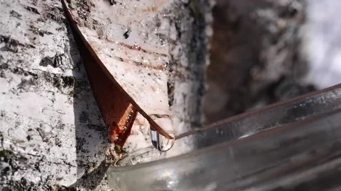 Collecting birch sap in the forest in spring Close-up. Useful birch sap. Drop Stock Footage 194969032