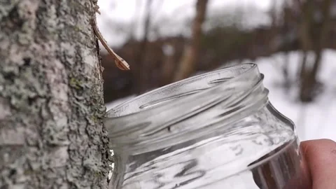 Collecting birch sap in the forest in spring Close-up. Useful birch sap. Drop Stock Footage 194969381