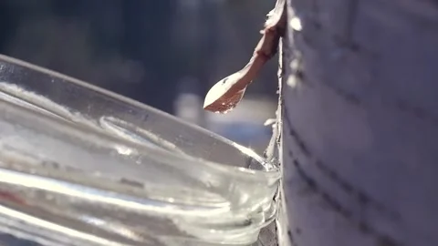 Collecting birch sap in the forest in spring Close-up. Useful birch sap. Drop Stock Footage 194969382