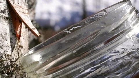 Collecting birch sap in the forest in spring Close-up. Useful birch sap. Drop Stock Footage 194969420