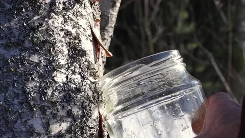 Collecting birch sap in the forest in spring Close-up. Useful birch sap. Drop Stock Footage 194969507
