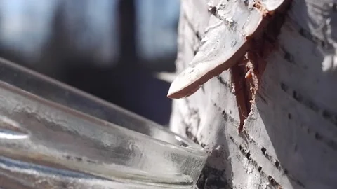 Collecting birch sap in the forest in spring Close-up. Useful birch sap. Drop Stock Footage 194969508
