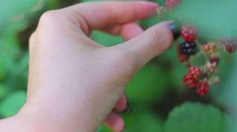 Collecting Blackberries Video stock 54553603