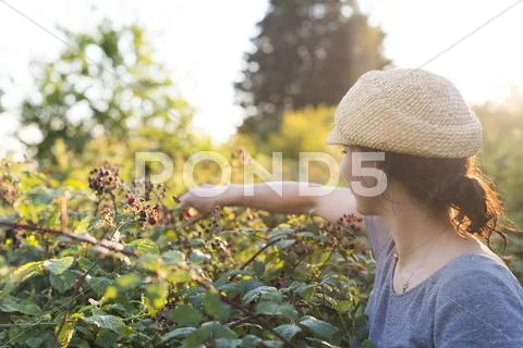 Collecting blackberries near Blean Woods in Kent, England, United Kingdom, Stock Photos