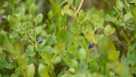 Collecting Blueberries Stock Footage 91928009