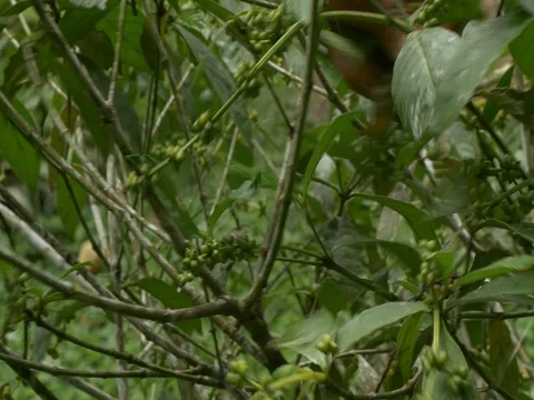 Collecting Chacruna 스톡 동영상 80414450