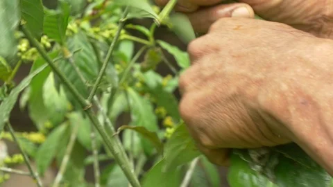 Collecting Chacruna. Hands Close Up Video stock 87772090