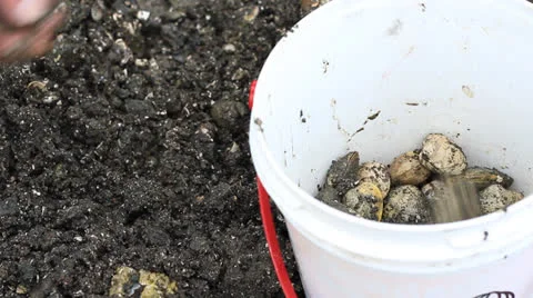 Collecting clams Stock Footage 25571967