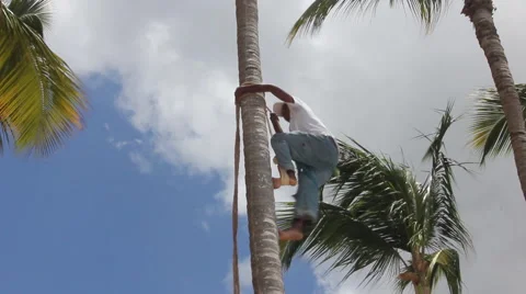 Collecting coconuts Stock Footage 40633074