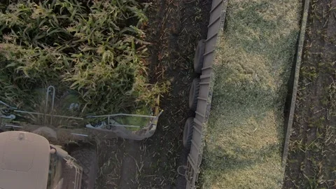 Collecting corn in the field Stock Footage 141741611