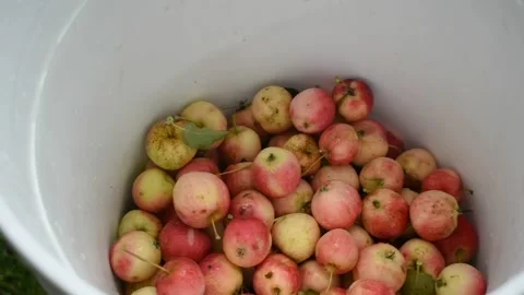 Collecting crab apples Stock Footage 191199998