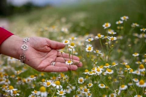 Collecting daisies 库存照片