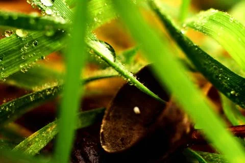 Collecting dew from a leaf Stock Photos