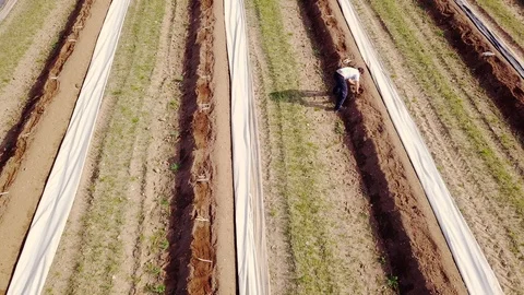 Collecting DOP Asparagus Stock Footage 128014157