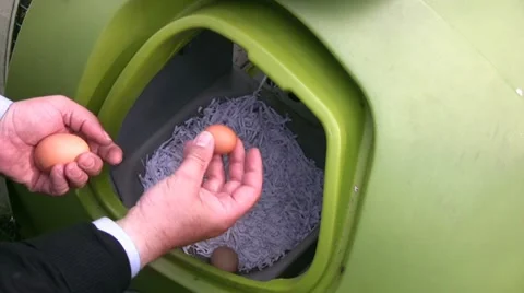 Collecting the eggs Video stock 22322684