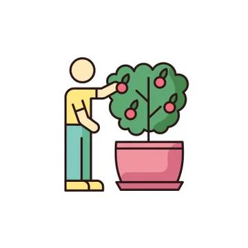 Collecting fruit from mini citrus tree RGB color icon. Caring for miniature Stock Illustration