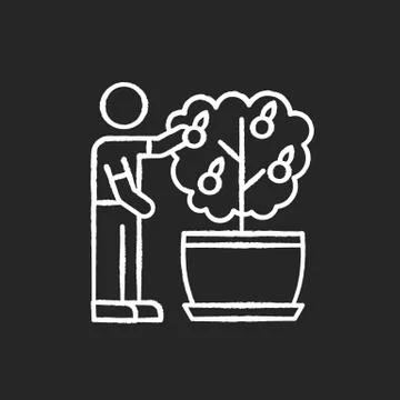 Collecting fruit from mini citrus tree chalk white icon on black background Illustrazione stock