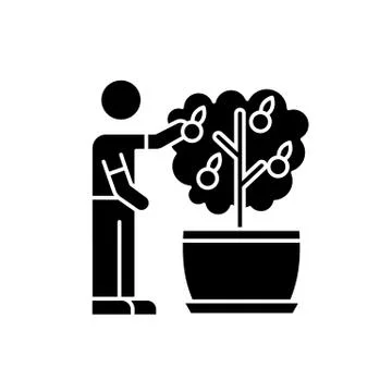 Collecting fruit from mini citrus tree black glyph icon. Caring for miniature Stockillustratie