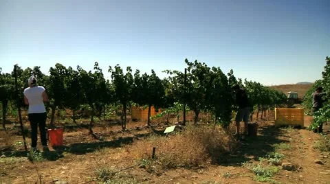 Collecting Grapes 3 Stock Footage 10916626
