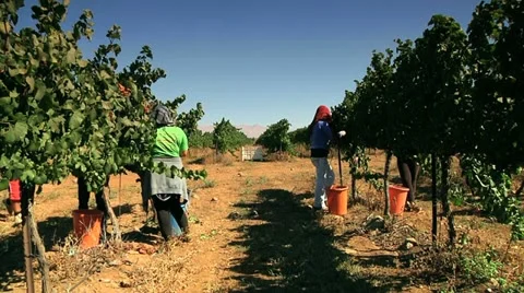 Collecting Grapes 4 Stock Footage 10916651