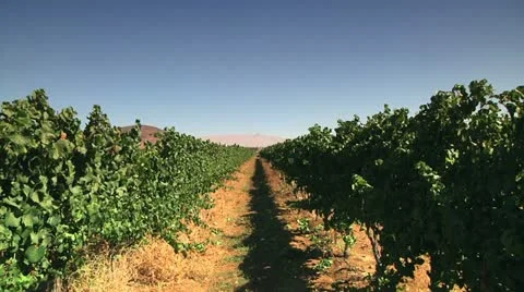 Collecting Grapes 5 Stock Footage 10916678