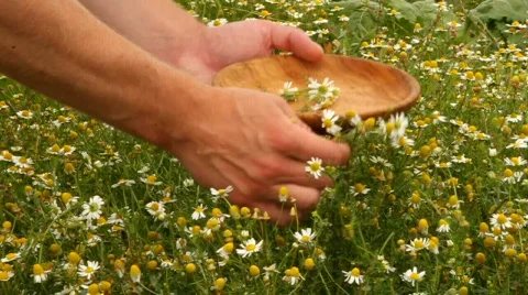 Collecting herbs Stock Footage 792128