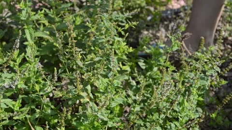 Collecting herbs Video stock 44507855