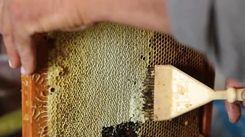 Collecting honey from combs Stock Footage 45820974