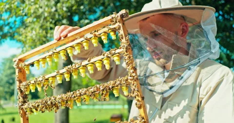 Collecting honey process bearded man in protective beekeeper suit costume Stock Footage 219707859