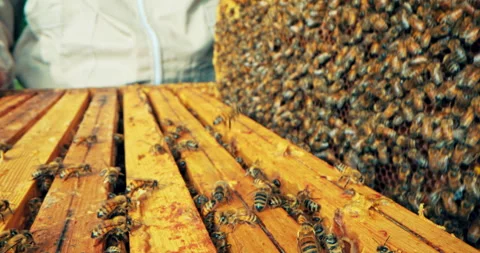 Collecting honeycomb process man's hands taking wooden frame full of honey and Stock Footage 219707665