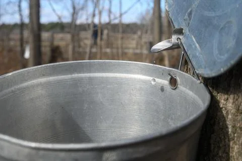 Collecting Maple Sap During the Maple Syrup Festival Stock Photos