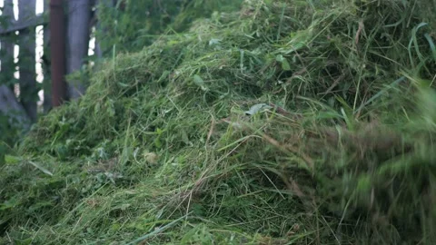 Collecting mown grass from the plot in a pile. summer mowing. cleaning of the Stock Footage 172257957