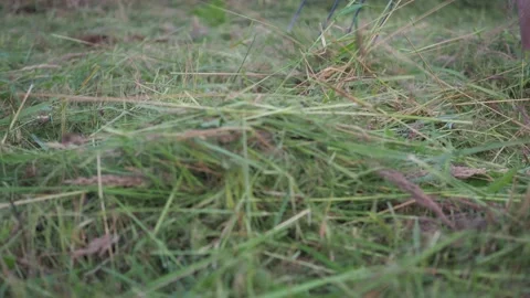 Collecting mown grass from the plot. summer mowing. cleaning of the territory Video stock 160848202