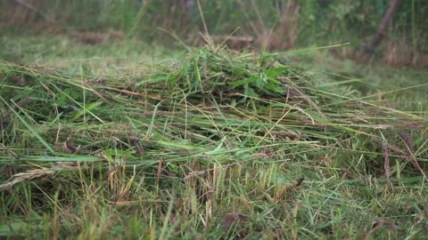 Collecting mown grass from the plot. summer mowing. cleaning of the territory Stock Footage 167694254