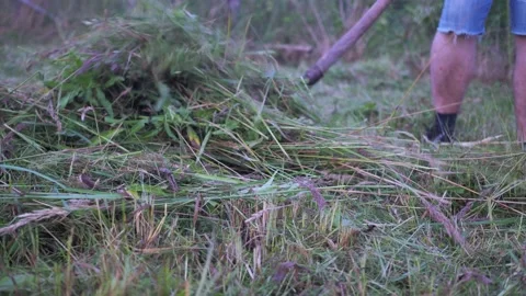 Collecting mown grass from the plot. summer mowing. cleaning of the territory. a Stock Footage 168899469