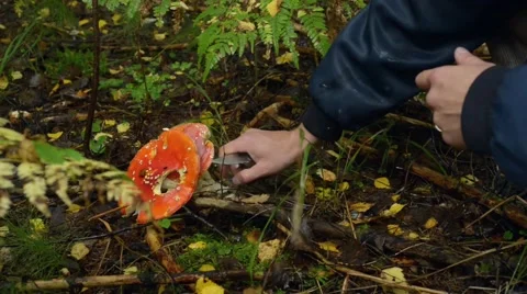Collecting Mushroom Stock Footage 41762108