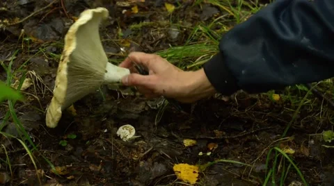 Collecting Mushroom Stock Footage 41762334