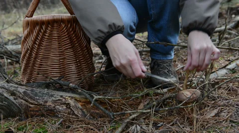 Collecting mushrooms in forest 스톡 동영상 35499133