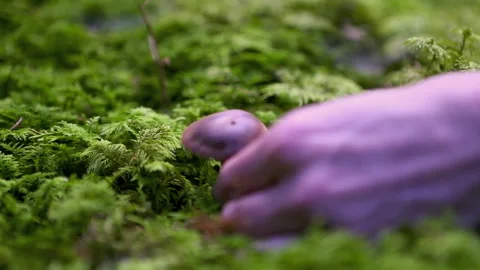 Collecting mushrooms in the forest Stock Footage 242997334