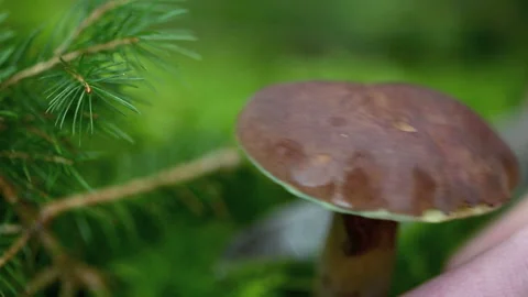Collecting mushrooms in the forest Stock Footage 242997337