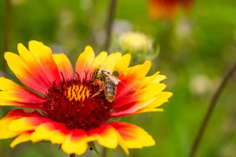 Collecting nectar by a bee. The insect is covered with yellow pollen. The plant Fotos de archivo