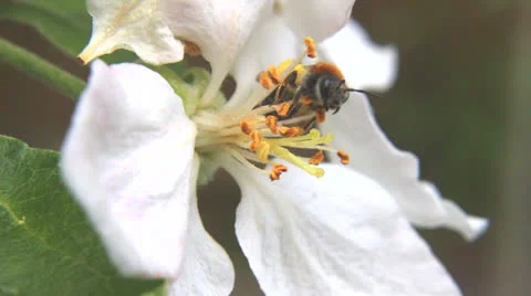 Collecting nectar Stock Footage 24087475