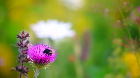 Collecting nectar Stock Footage 43716759