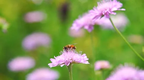 Collecting nectar Stock Footage 43717917