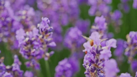 Collecting nectar Honey Bee Stock Footage 150166010