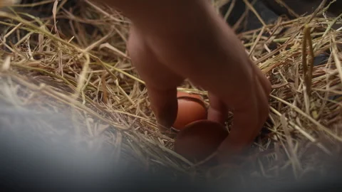 Collecting Organic Chicken Eggs in a Rustic Setting 動画素材 288890878