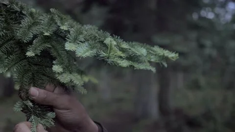 Collecting pine needles for natural tea, Static Close-up Stock Footage 134592551