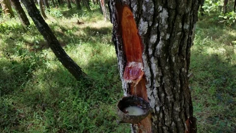 Collecting pine tree sap in a container Stock Footage 208856008